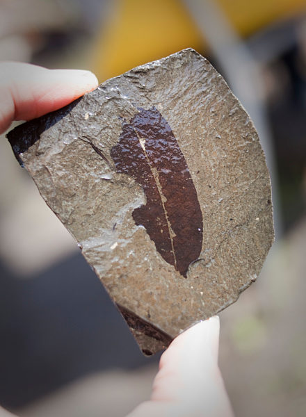 UNESCO-Welterbe Grube Messel