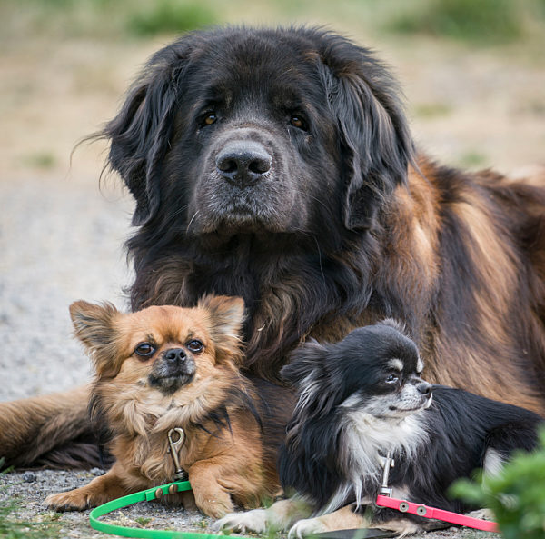 Großer Hund - Kleine Hunde