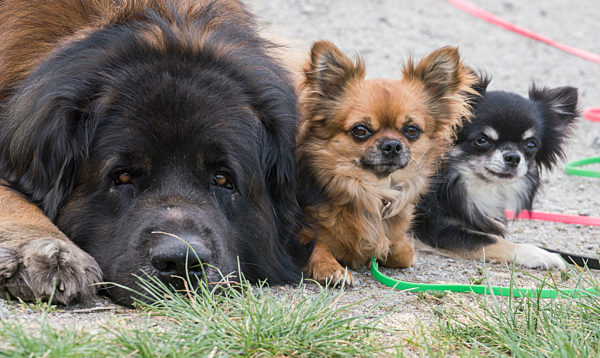 Großer Hund - Kleine Hunde