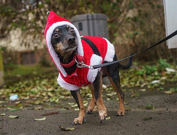 Weihnachtshund