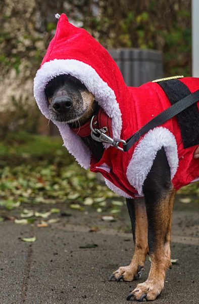 Weihnachtshund