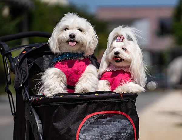 Hunde auf Spazierfahrt
