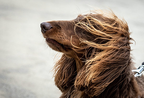 Dackel Herbert im Wind