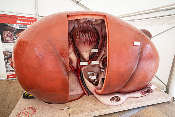 Tag der Organspende in Mainz