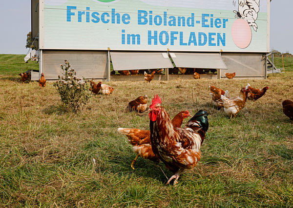 Freilandhuehner, Bioland Bauernhof, Kamp-Lintfort, Nordrhein-Westfalen, Deutschland