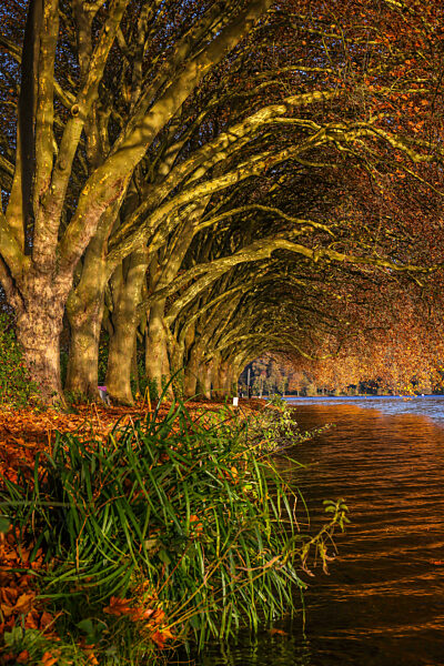Goldener Herbst am Baldeneysee, Essen, Nordrhein-Westfalen, Deutschland