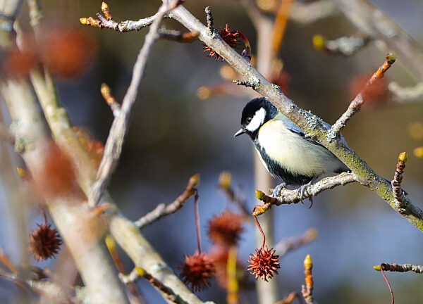 13.02.2026, Tierwelt im Garten Muenchen