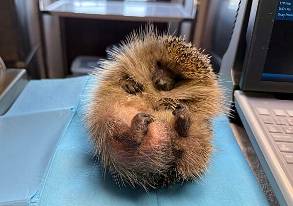 Hunderte Igel unter einem Dach  In Italien gibt es ein einzigartiges Krankenhaus für Igel. Die Igel werden gepflegt, bis es ihnen wieder besser geht. Dann werden sie zurück in die Natur entlassen. Sind sie schon zu alt und schwach, bleiben sie in der Klinik.