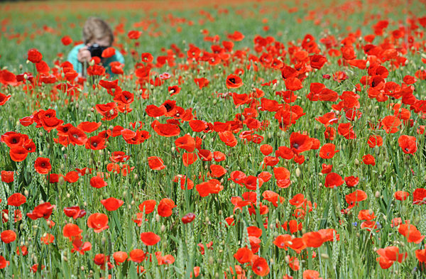 Klatschmohn an der Küste