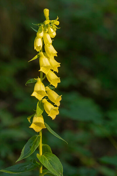 Grossbluetiger Fingerhut