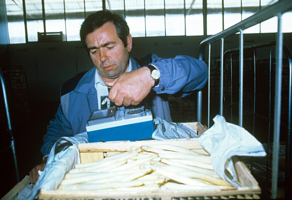 Reaktorunfall in Tschernobyl: Kontrolle von Gemüse