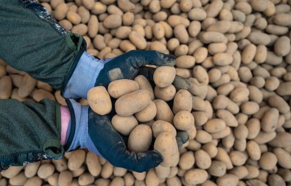 Coronavirus - Nachfrage nach Kartoffeln steigt