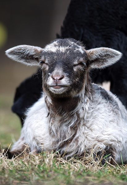 Bunte Lämmer durch Corona