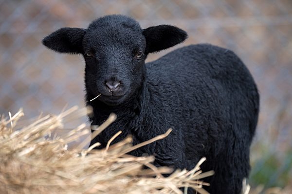 Bunte Lämmer durch Corona