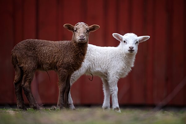 Bunte Lämmer durch Corona