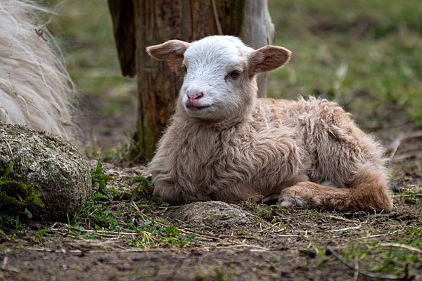 Bunte Lämmer durch Corona