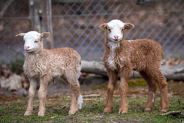 Bunte Lämmer durch Corona