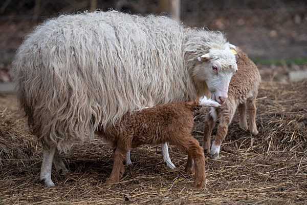 Bunte Lämmer durch Corona