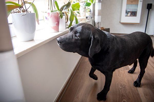 Spürhunde erschnuppern Bettwanzen