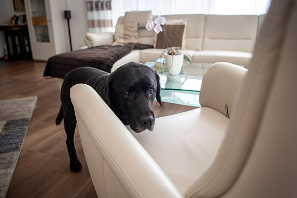 Spürhunde erschnuppern Bettwanzen