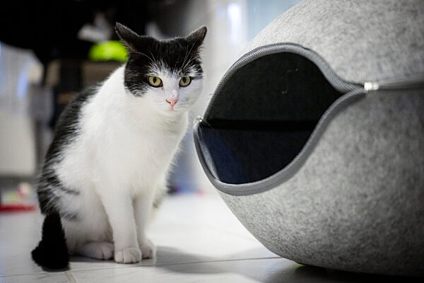 Zugfahrende Katze Shila sucht neues Zuhause