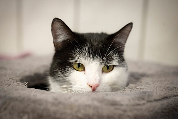 Shila, a cat who travels by train, is looking for a new home The black and white cat took the train, went to the hairdresser and the supermarket - now Shila is in the animal shelter and is looking for a new home.