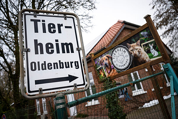 Zugfahrende Katze Shila sucht neues Zuhause