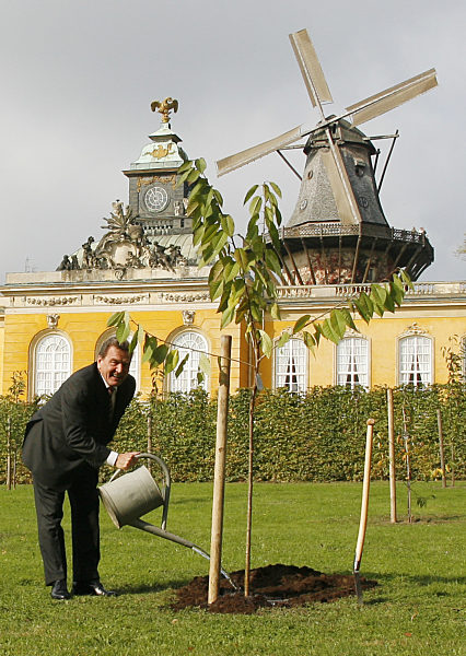 Ex-Bundeskanzler Gerhard Schröder (2.v.r.) gießt am Mittwoch (03.10...
