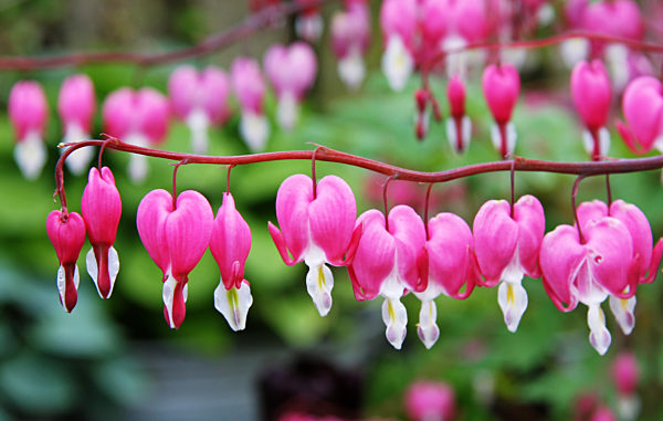 Tränendes Herz (Lamprocapnos spectabilis), Keukenhof 2012