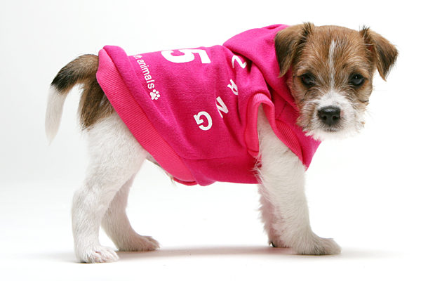 welpe,parson-russell-terrier,hundemantel