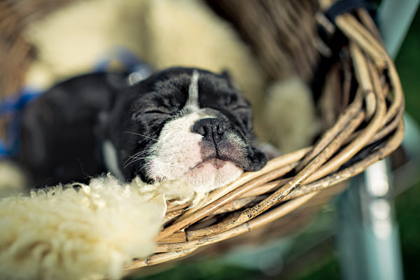 schlafen,boston terrier