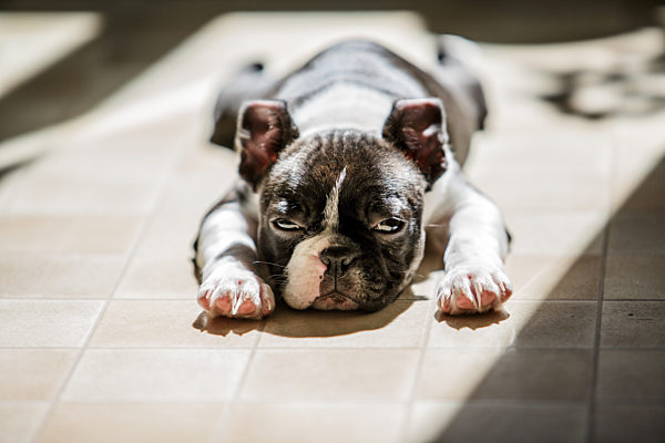 tierjunges,hund,boston terrier