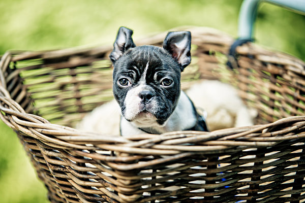 boston terrier