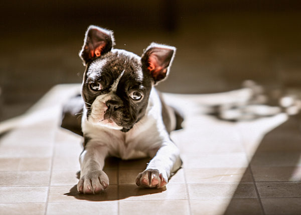boston terrier