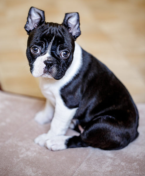 welpe,boston terrier