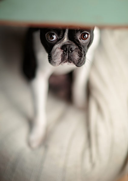 verstecken,boston terrier
