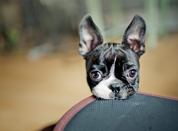 welpe,boston terrier