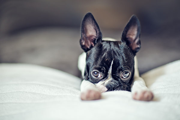 hundewelpe,boston terrier