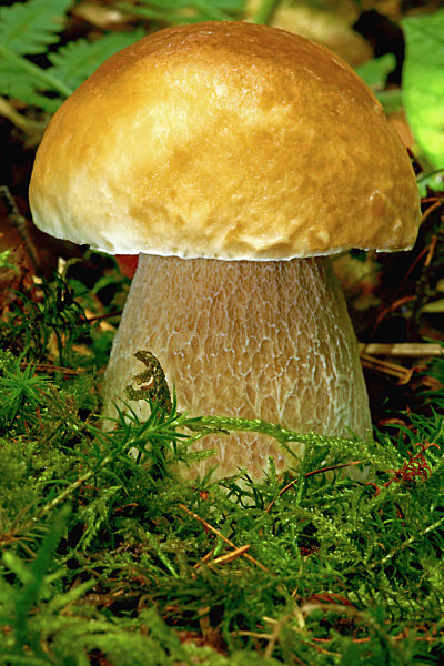 peppery bolete