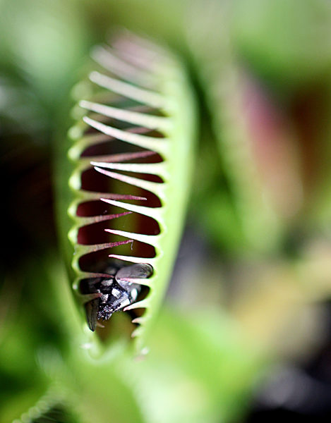 carnivorous plant,venus flytrap