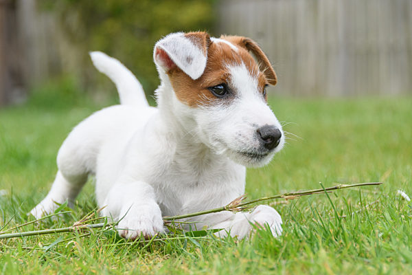 tierjunges,parson russel terrier