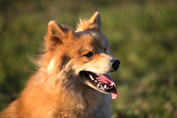 hund,eurasier