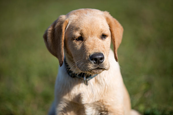 welpe,golden retriever