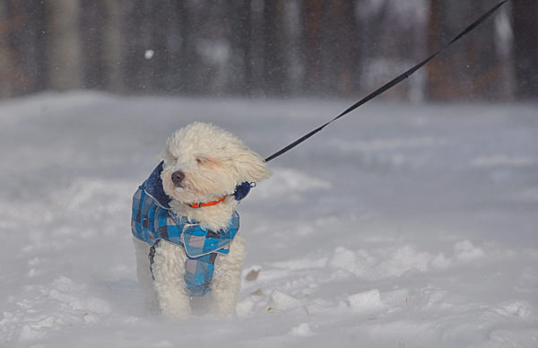 hund,winterspaziergang,schneewehen