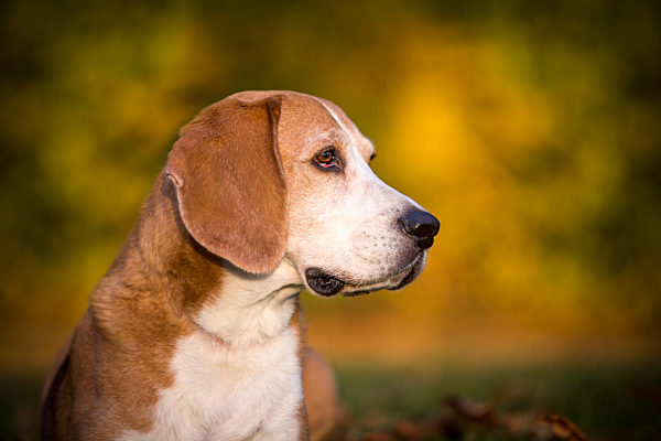 hund,beagle