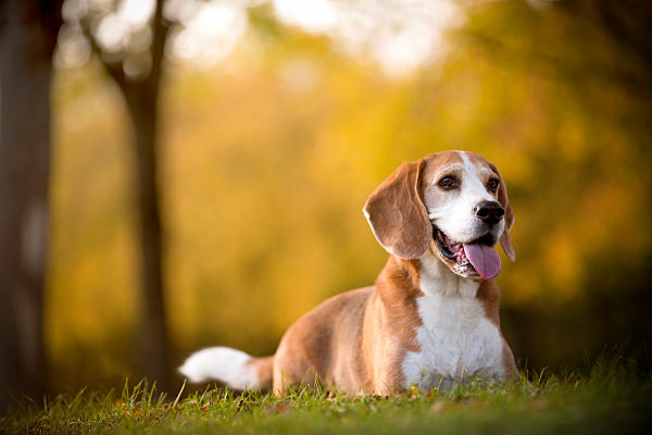 hund,beagle