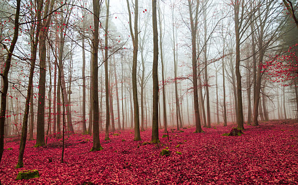 herbst,herbstfärbung