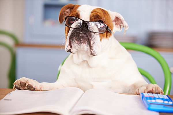 buchhaltung;bulldogge