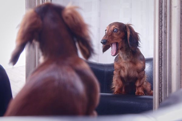 dackel;zwerglanghaardackel