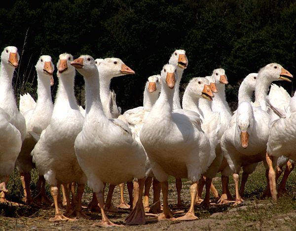 livestock breeding;geese